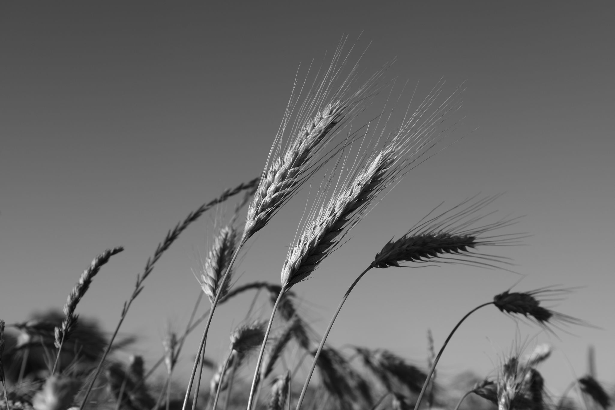 2025 07 03 6103 bw out