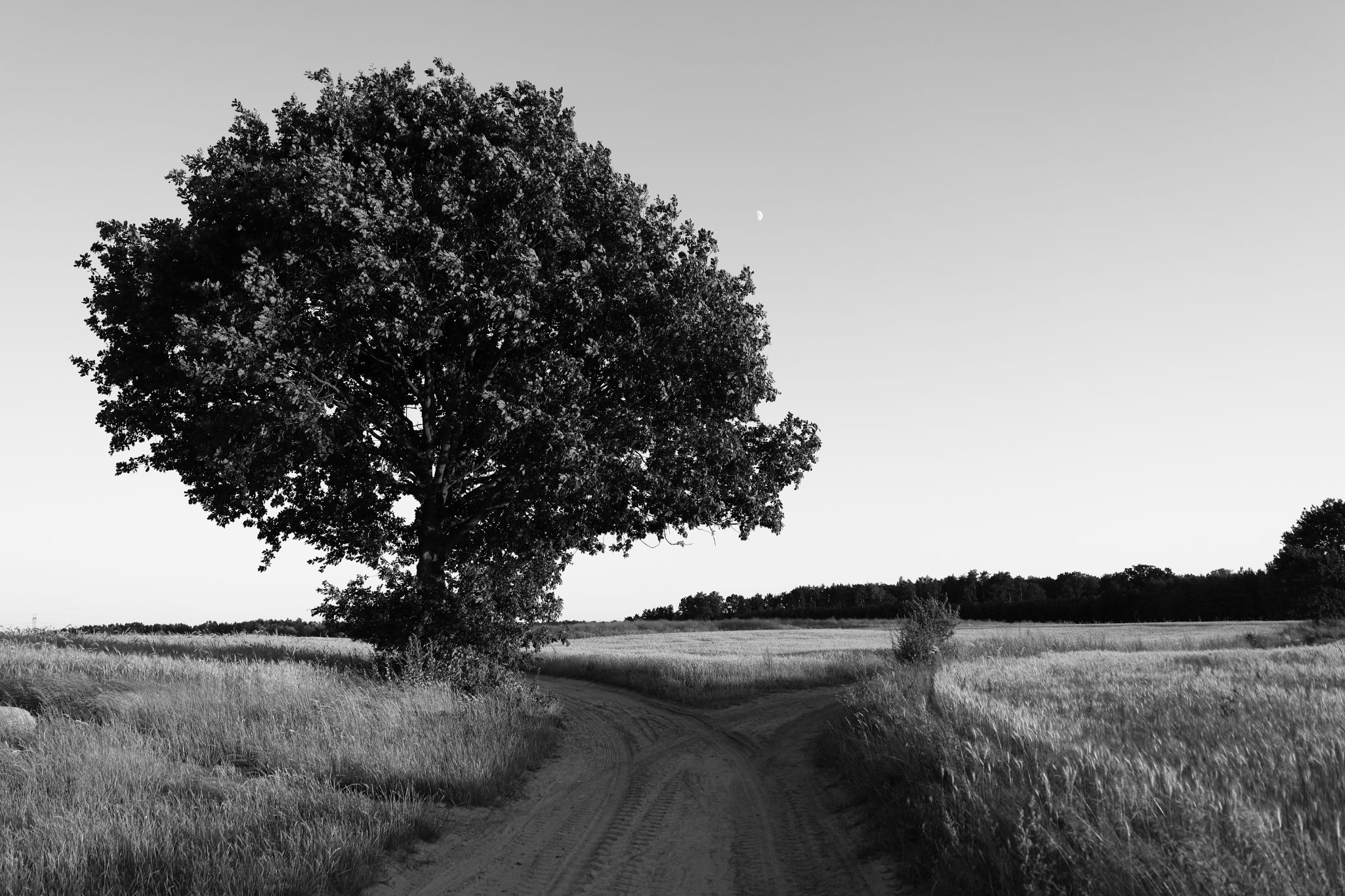 2025 07 03 6162 bw out