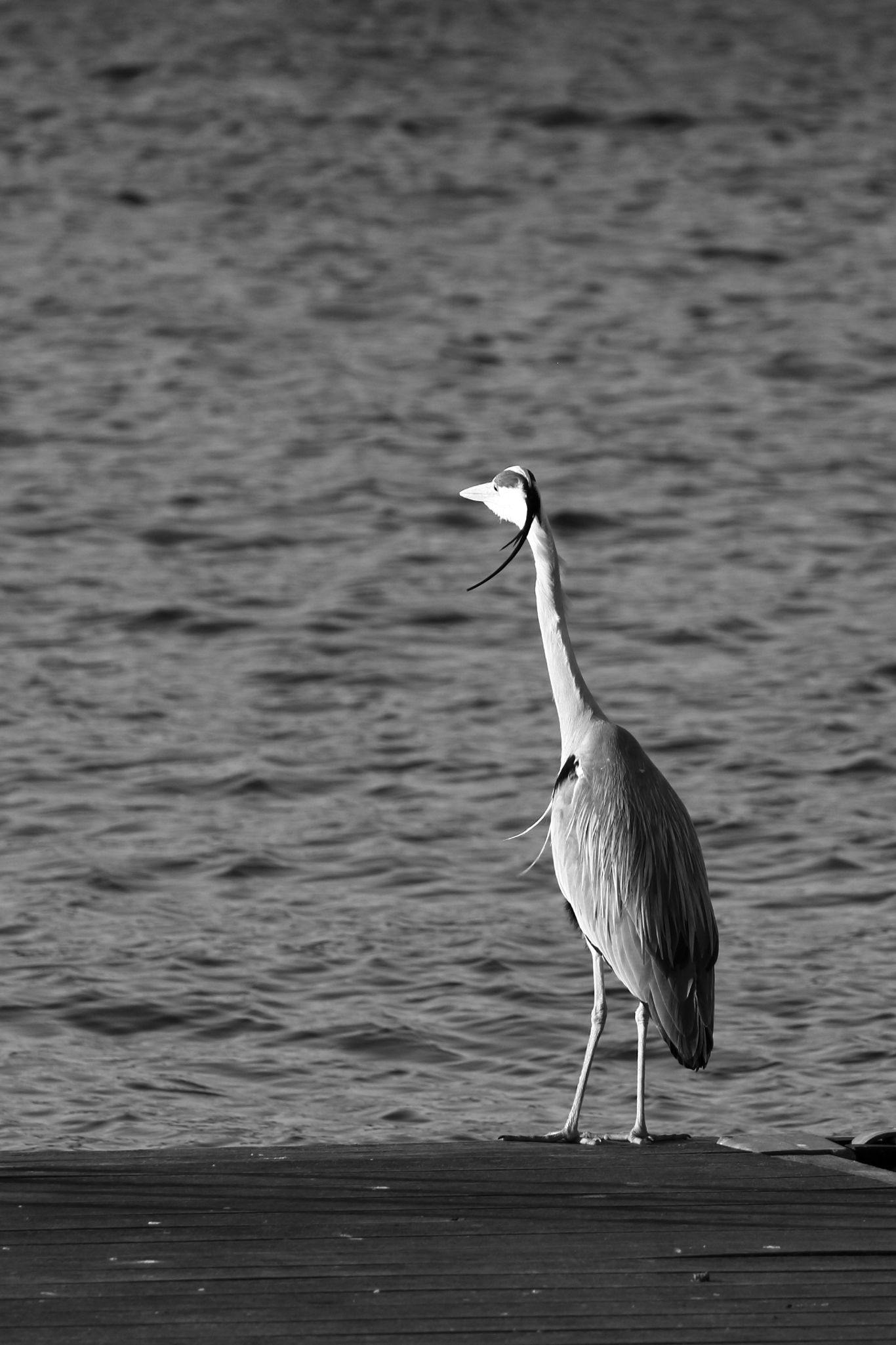 2024 04 30 2259 v2 bw out