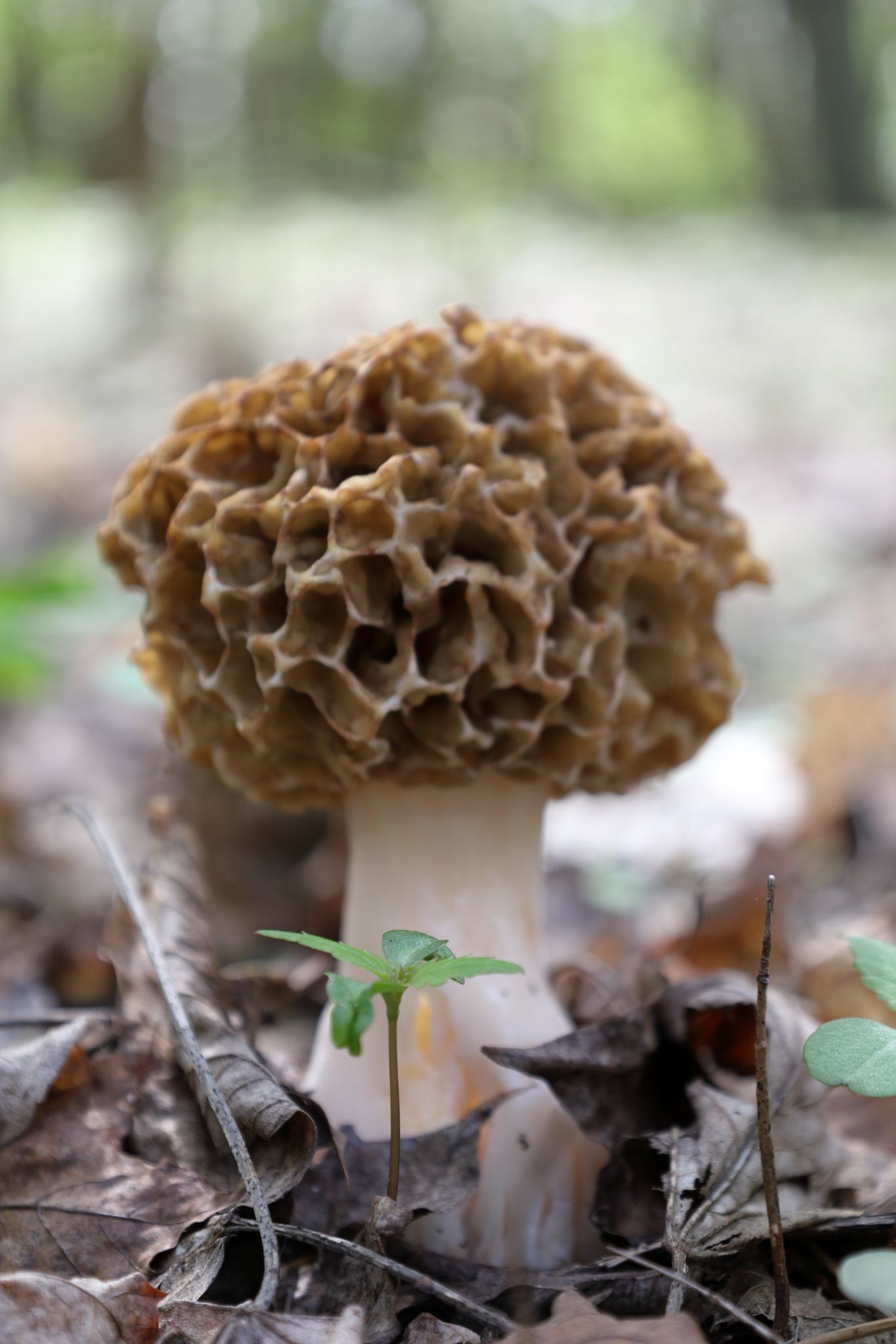Mushrooms