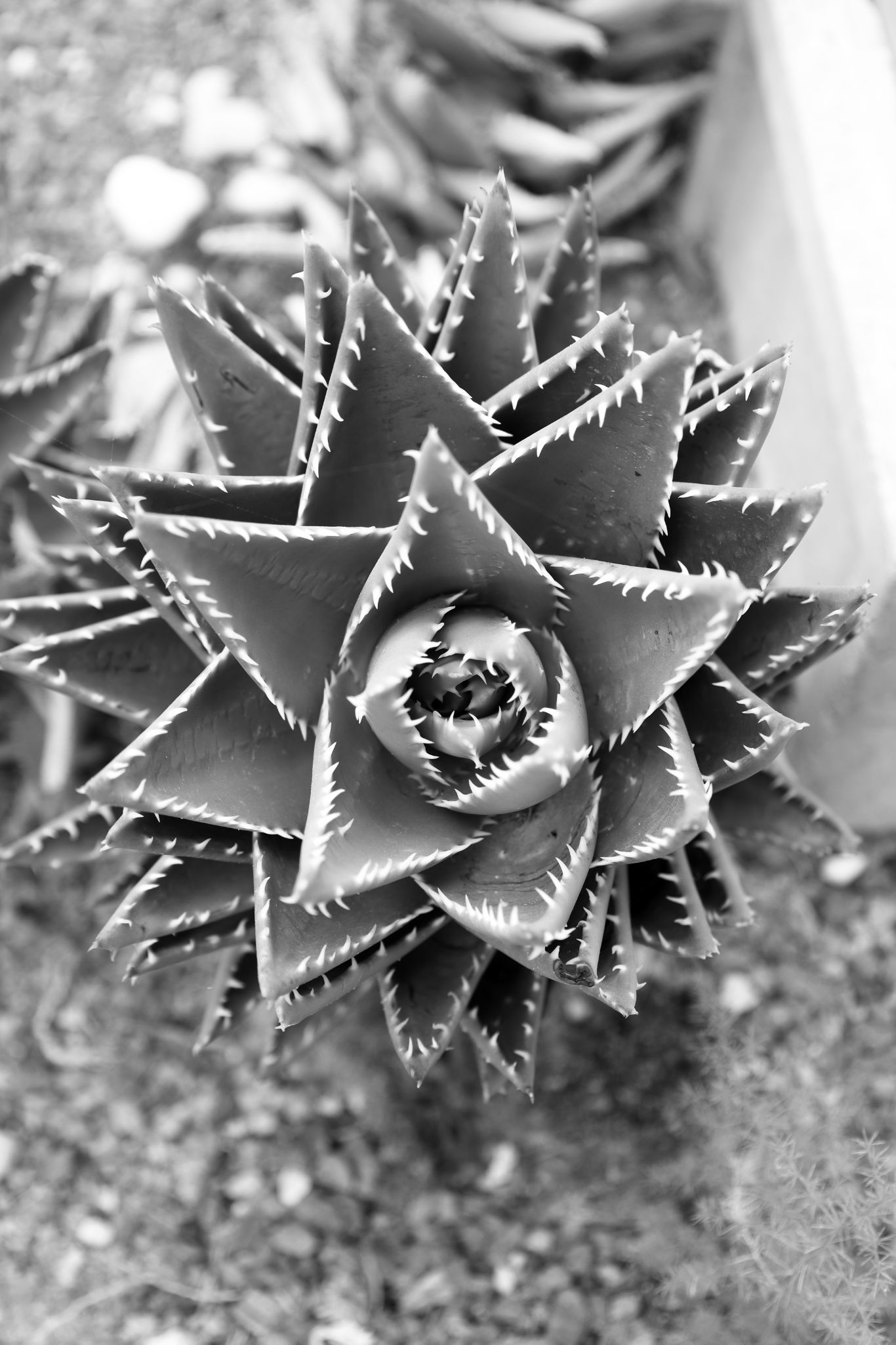 2024 11 03 5195 bw out