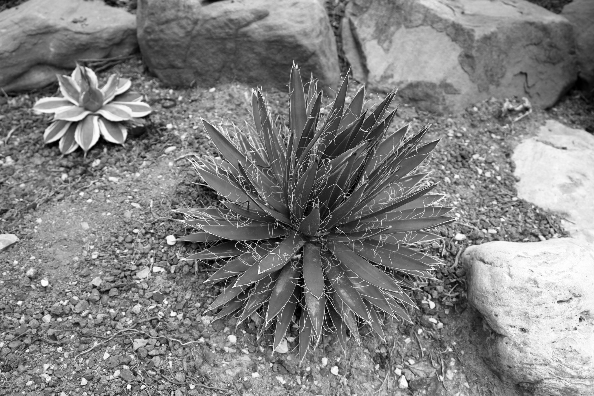 2024 11 03 5200 bw out