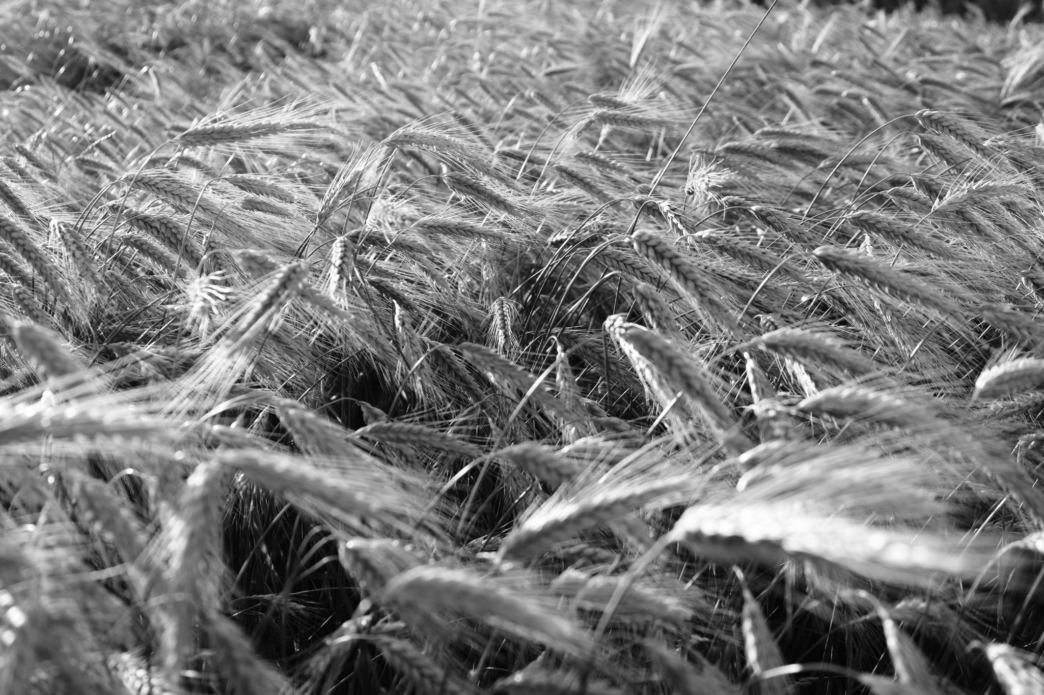 2025 07 03 6104 bw out