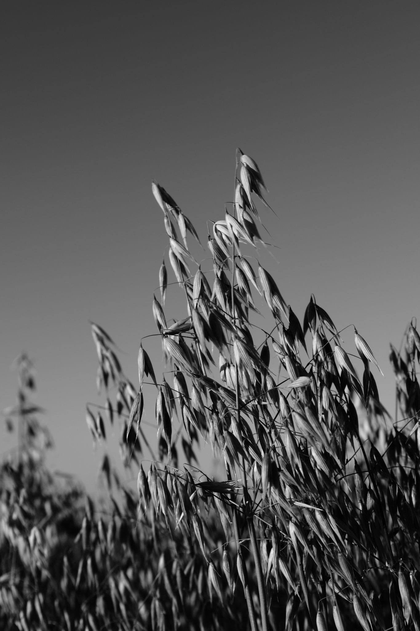 2025 07 03 6113 bw out
