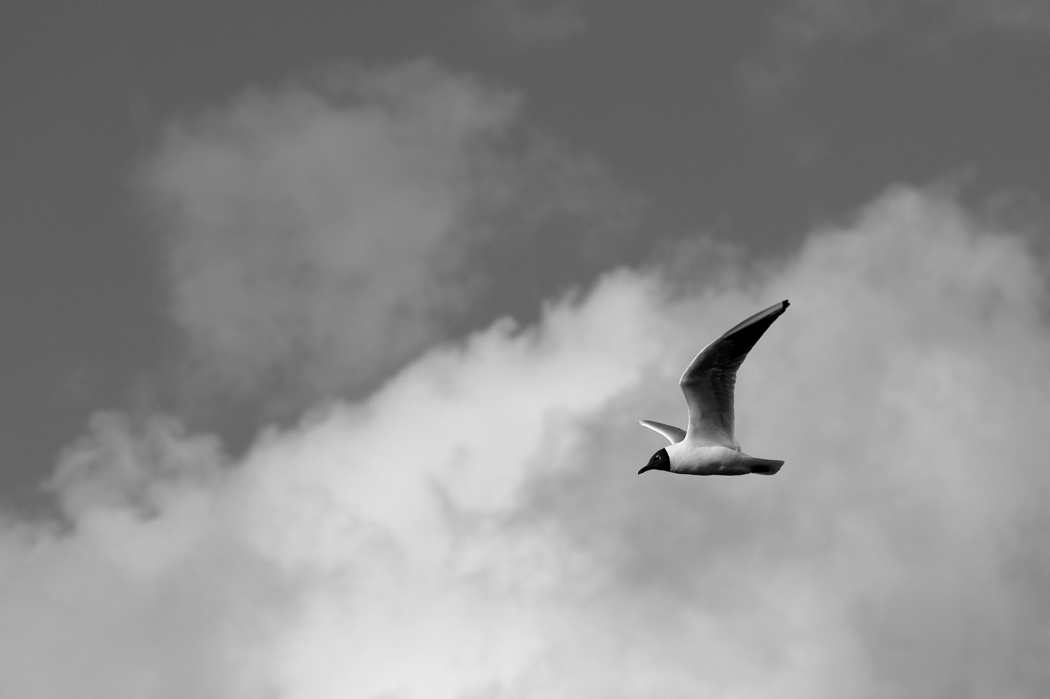 2024 04 14 1207 v2 bw out