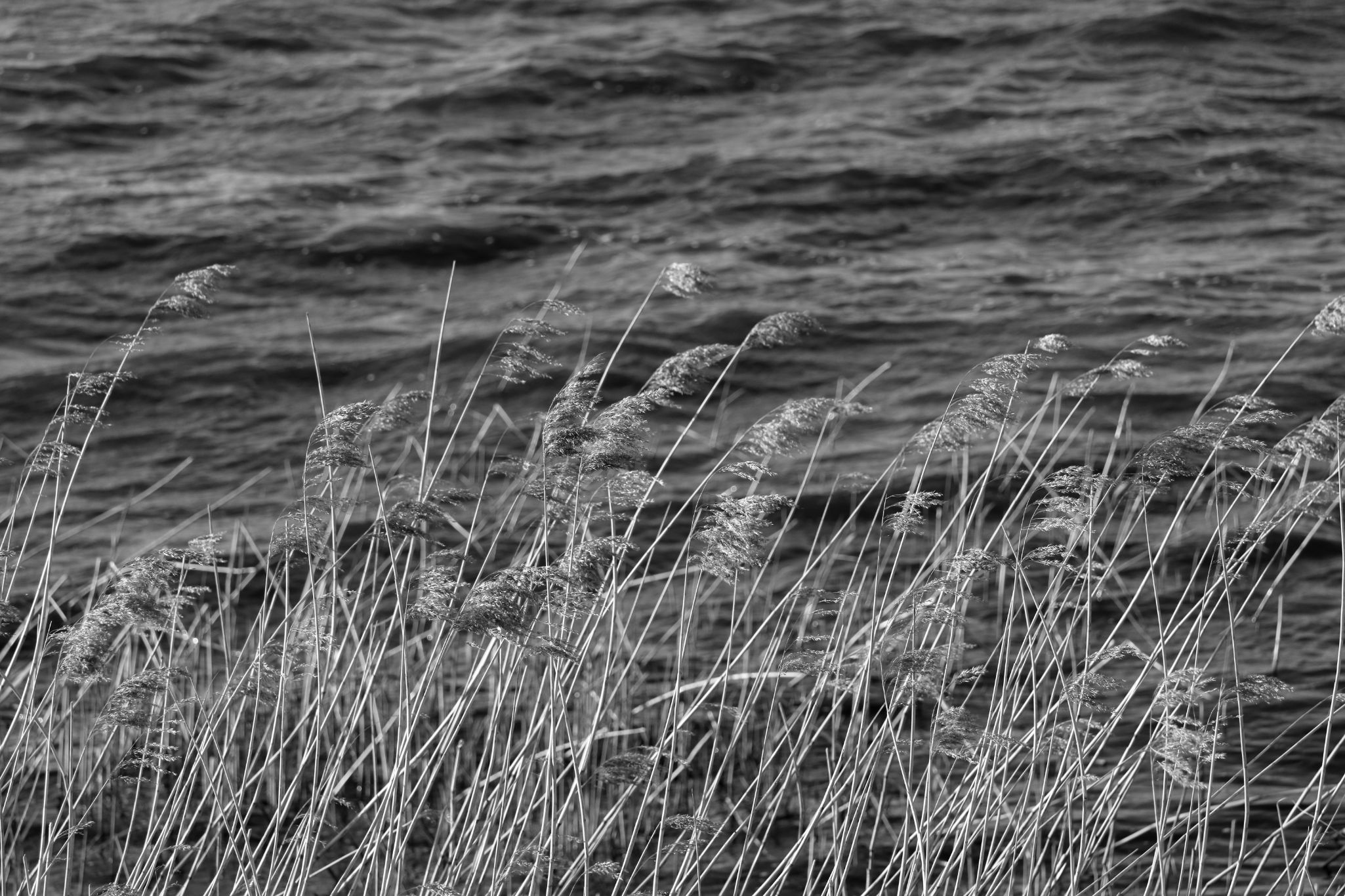2024 04 14 1223 v2 bw out