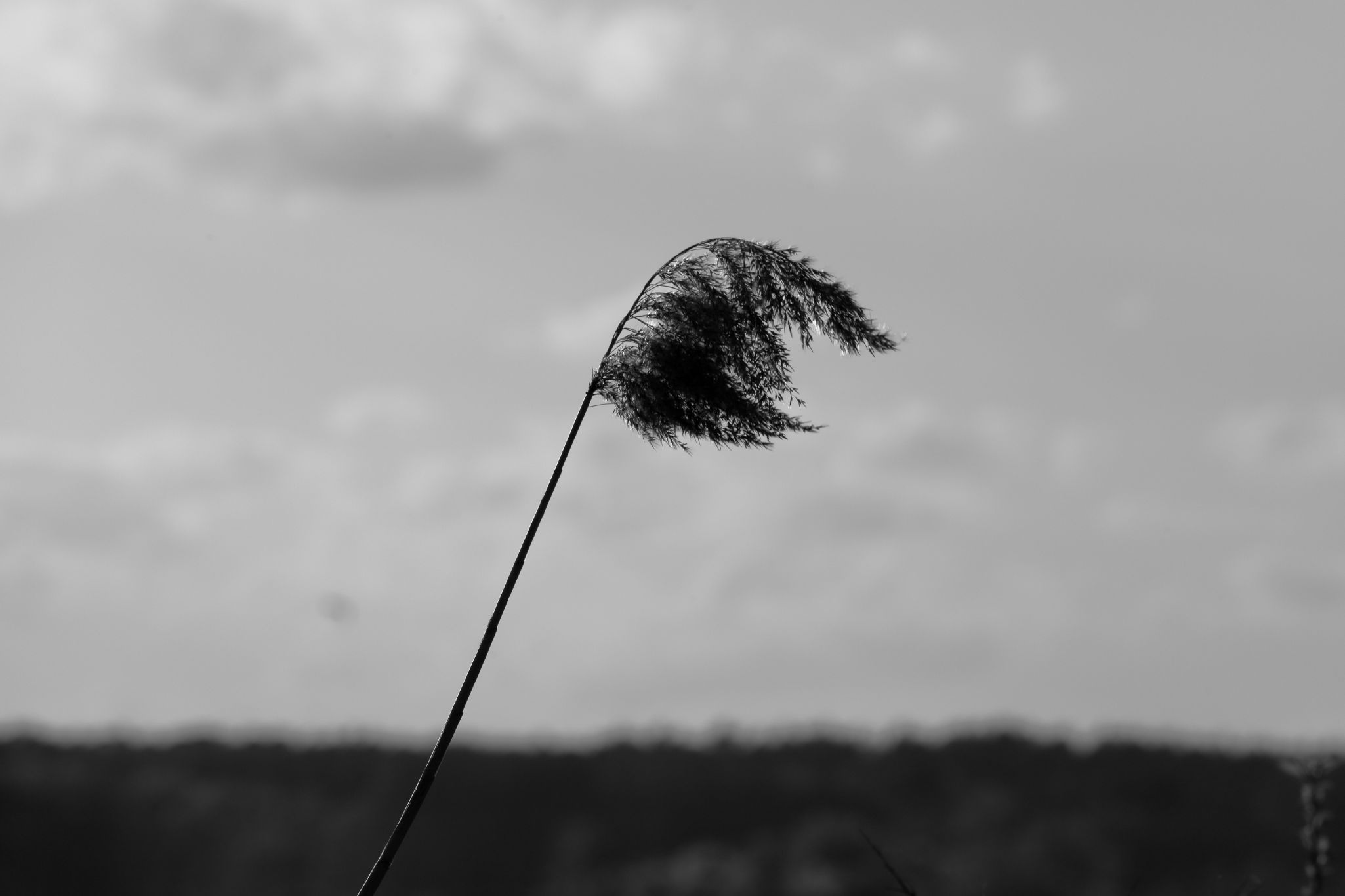 Nowe Warpno B&W