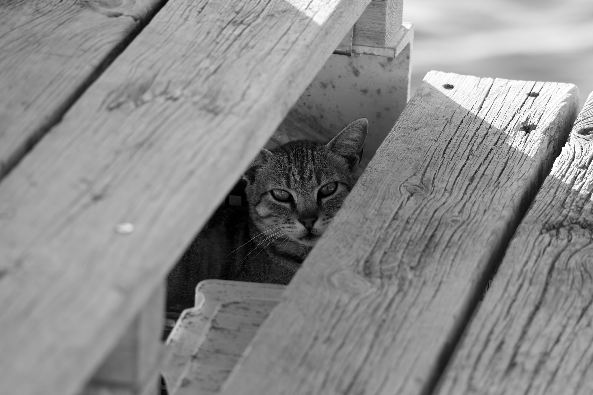 2024 05 15 3064 v2 bw out