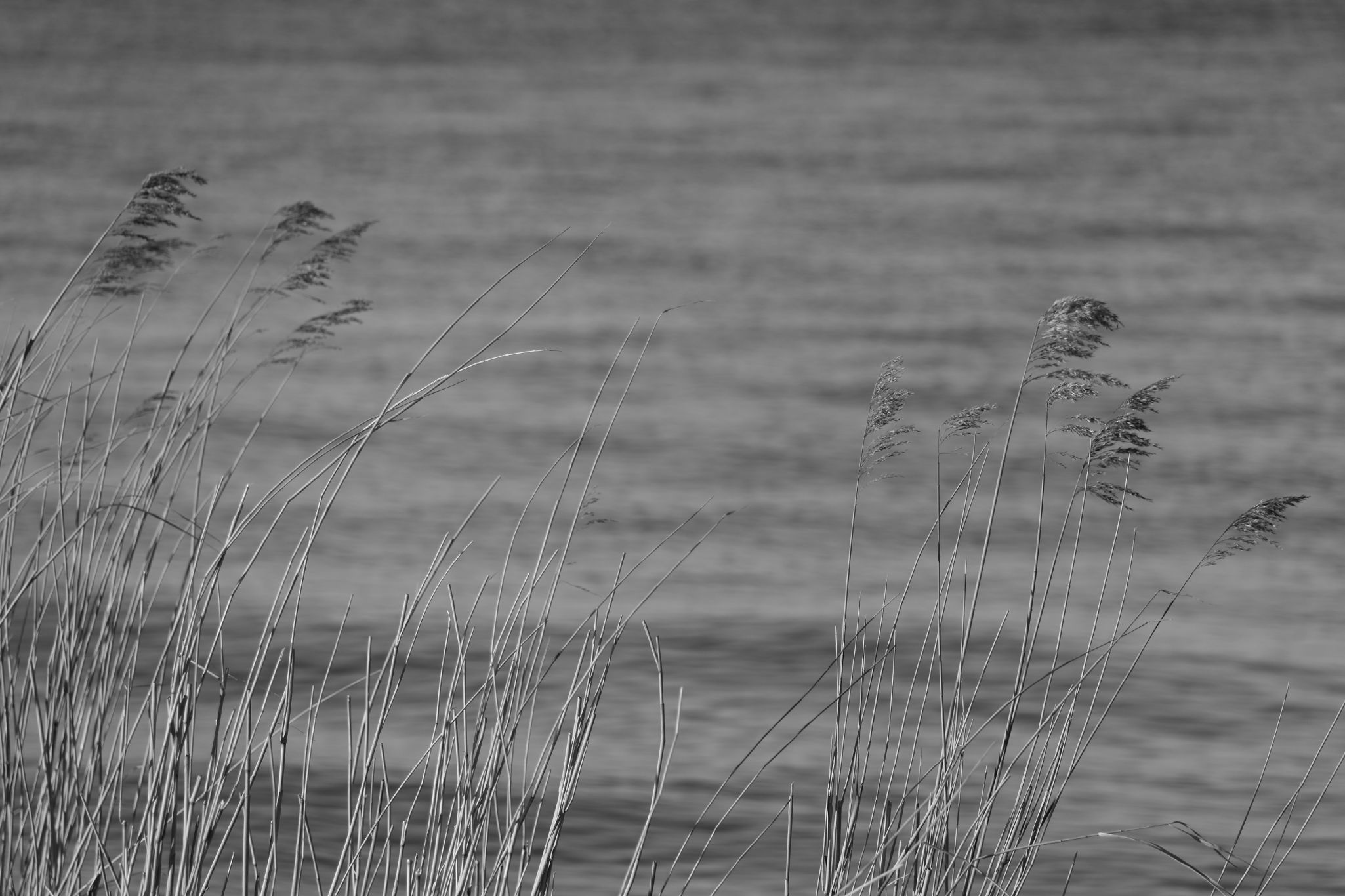 2024 01 31 0064 v2 bw out