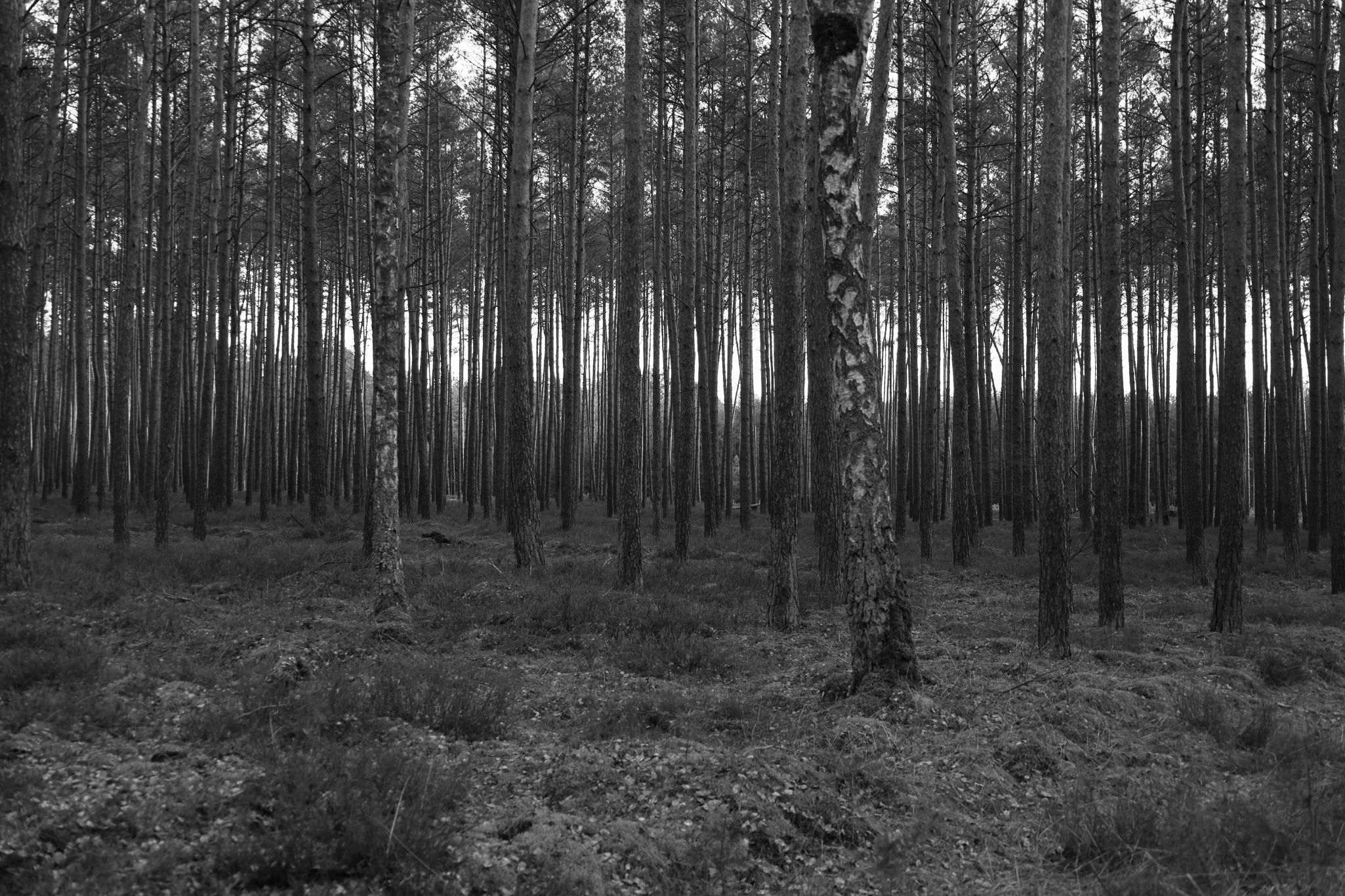 Wkrzanska Forest B&W