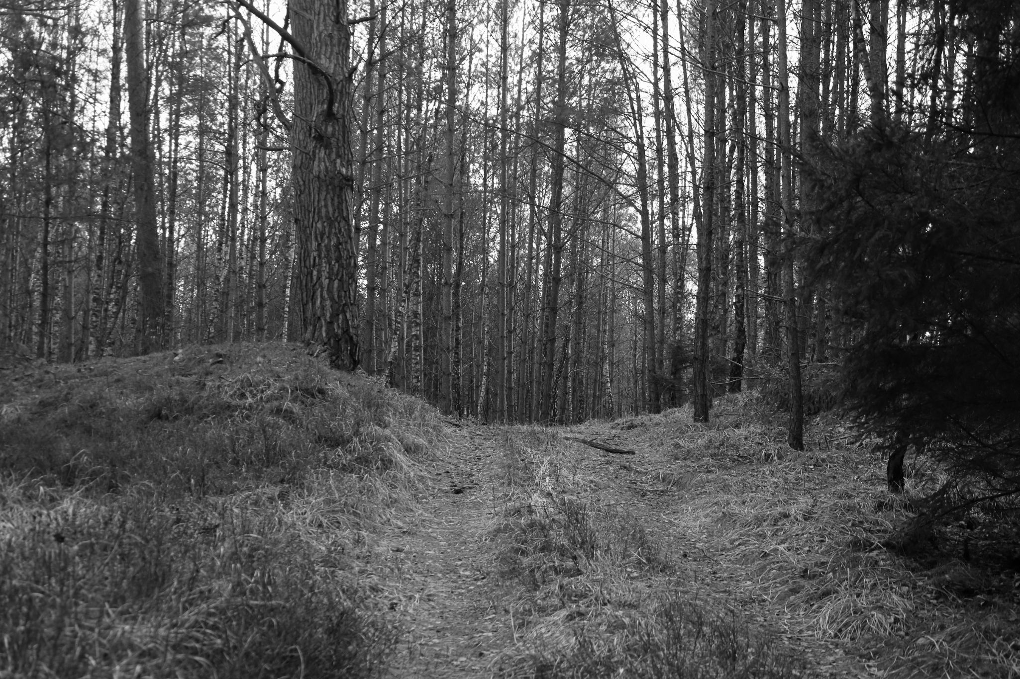 2025 02 24 5719 bw out