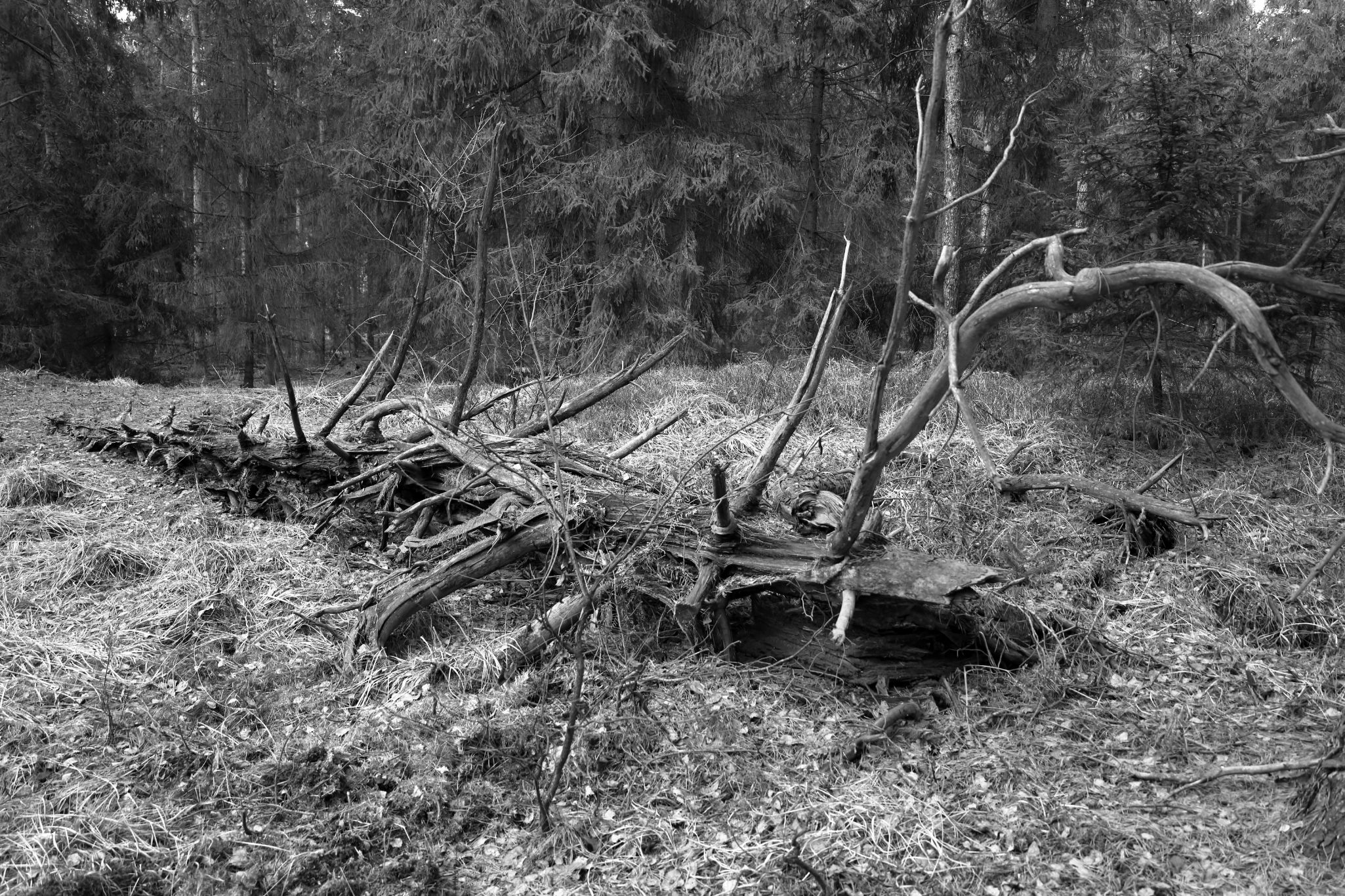 2025 02 24 5723 bw out
