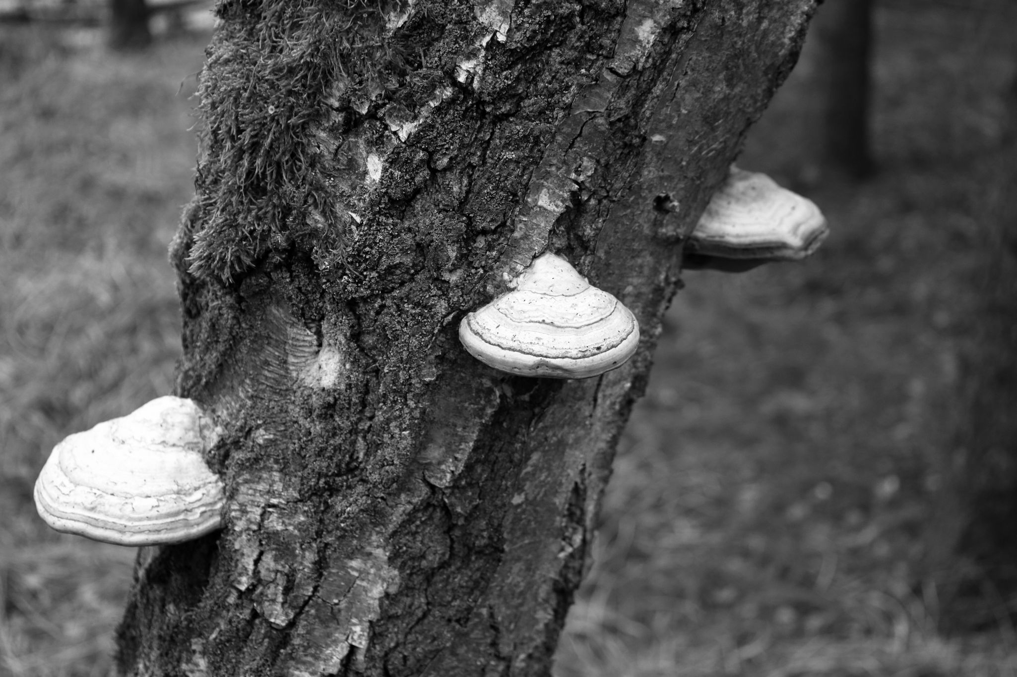2025 02 24 5785 bw out
