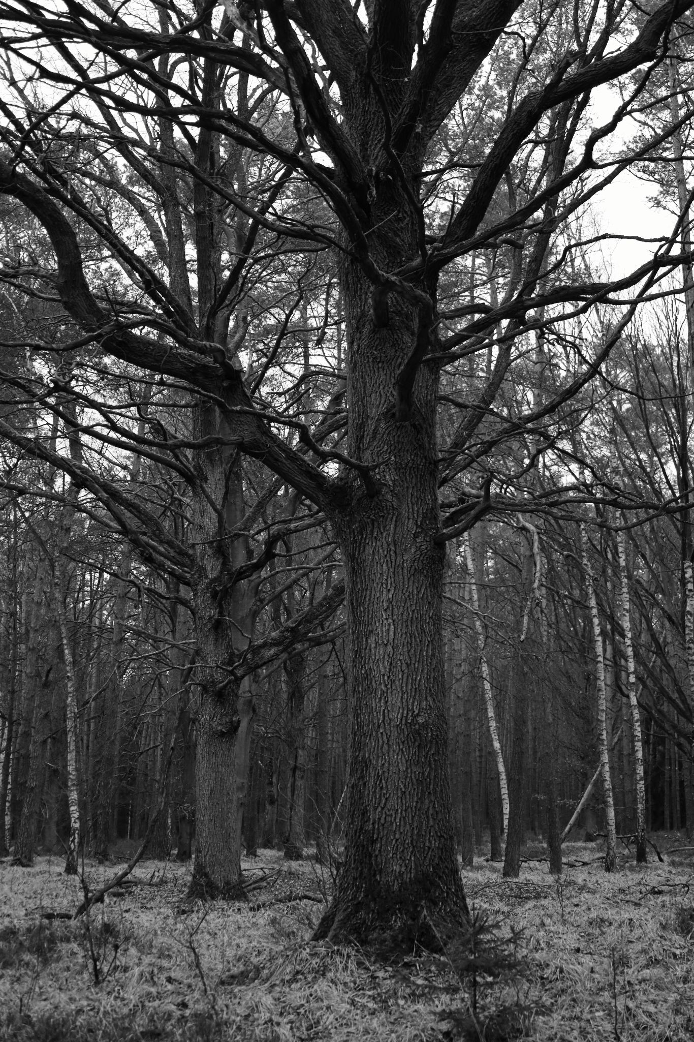 2025 02 24 5794 bw out