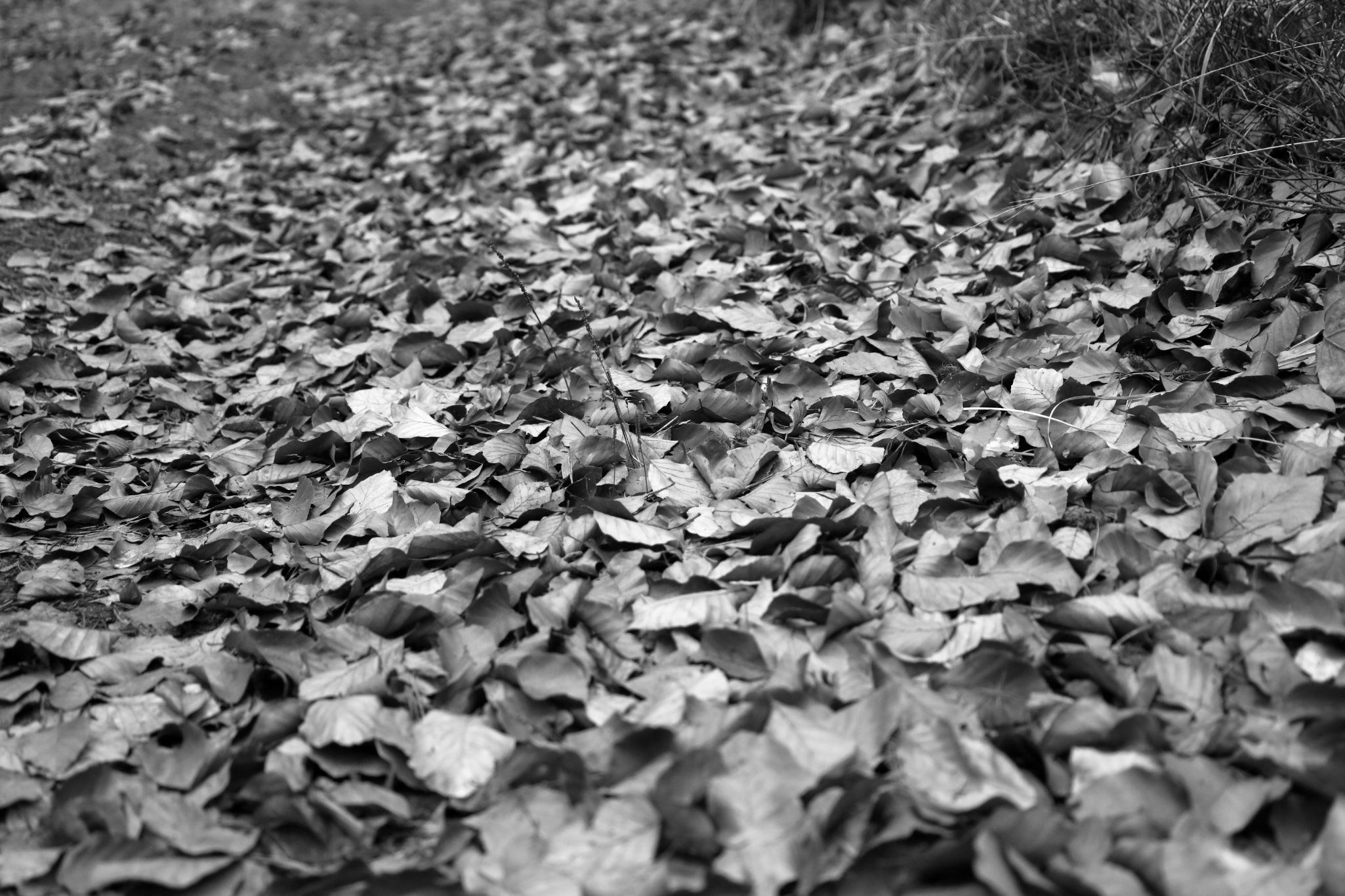 2025 02 24 5798 bw out