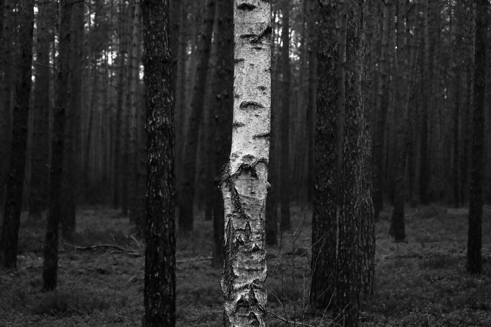 2025 02 24 5817 bw out