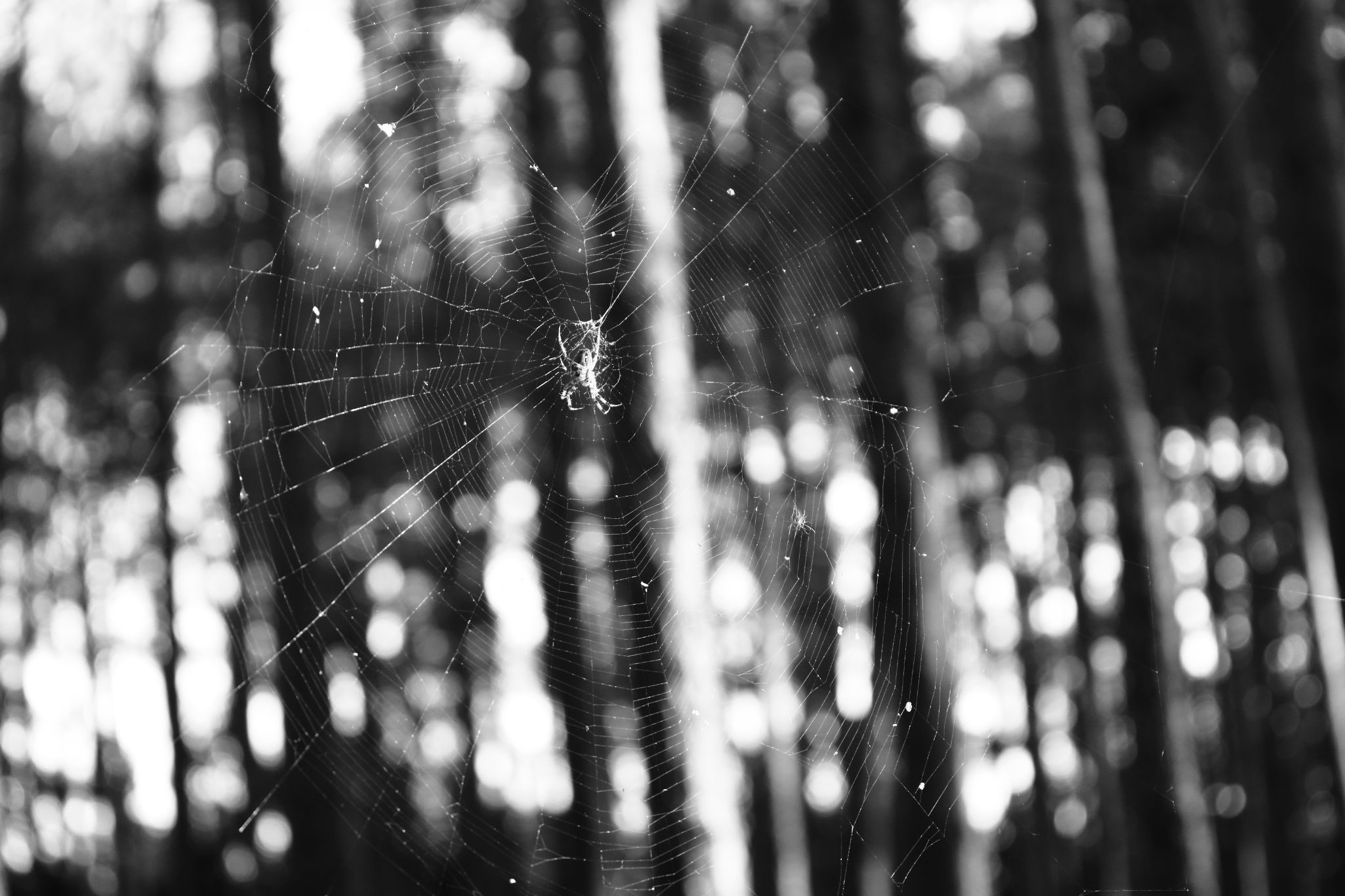 2025 09 25 8287 bw out