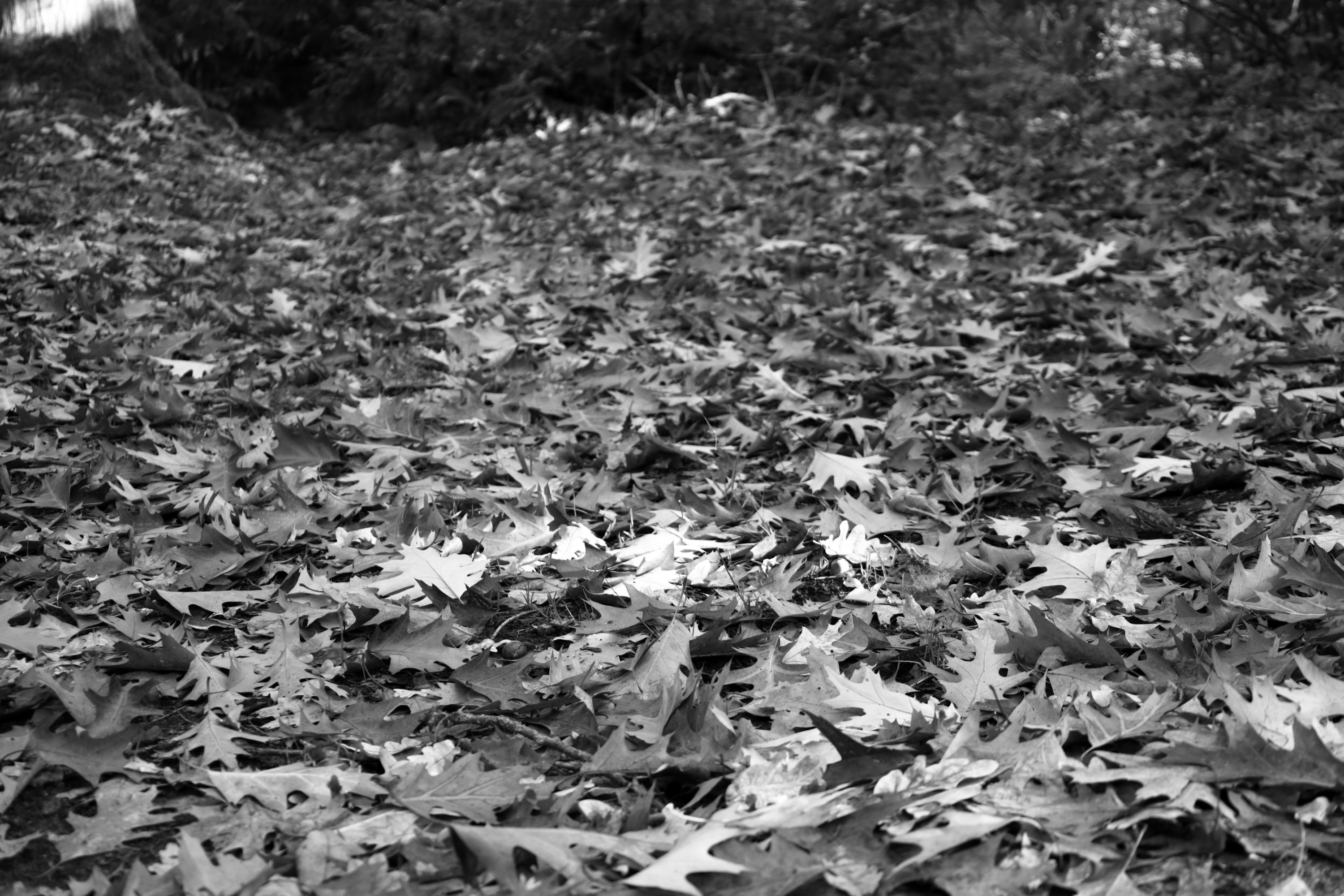 2025 10 19 8380 bw out