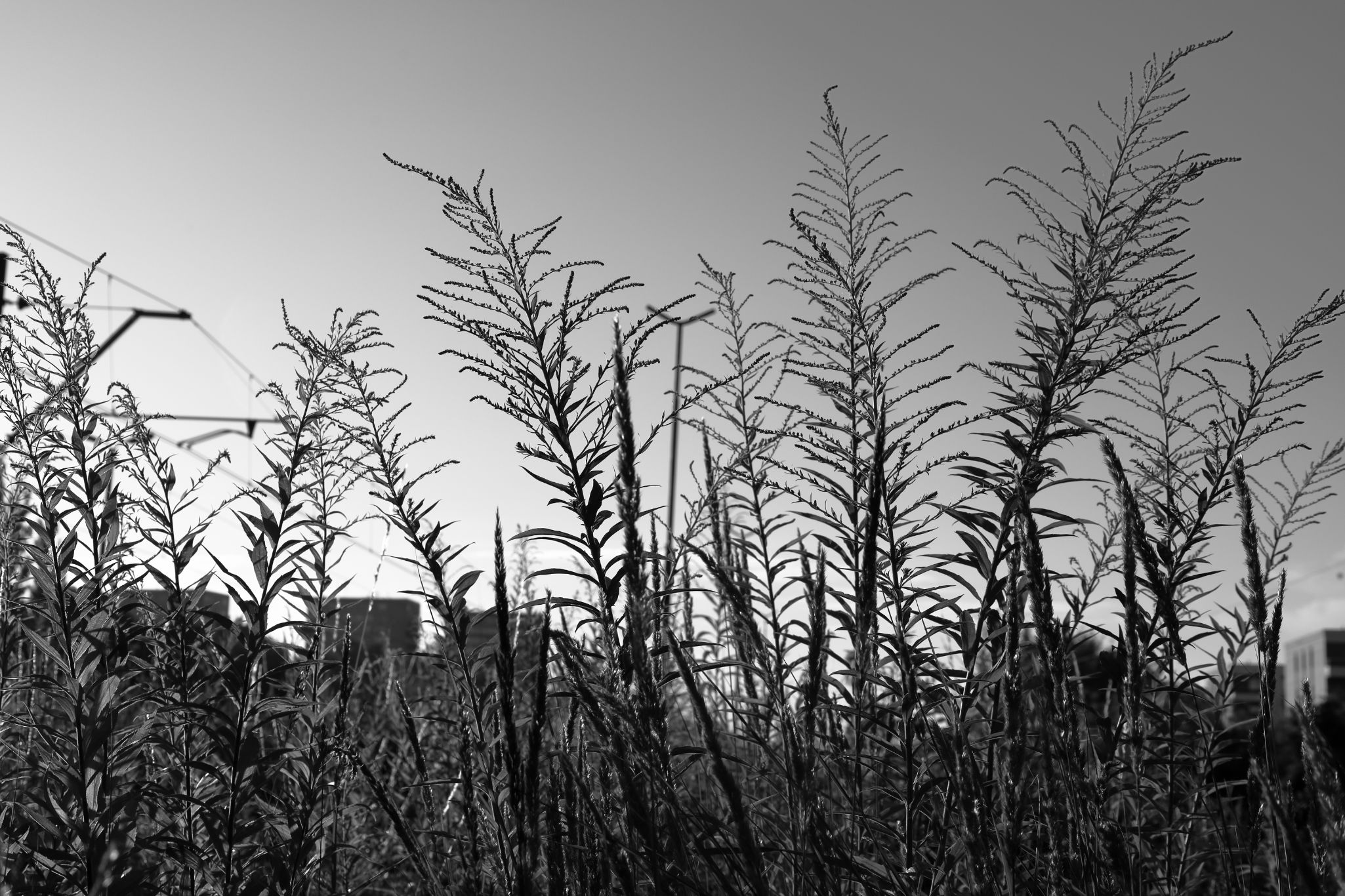 2024 07 14 3552 v2 bw out