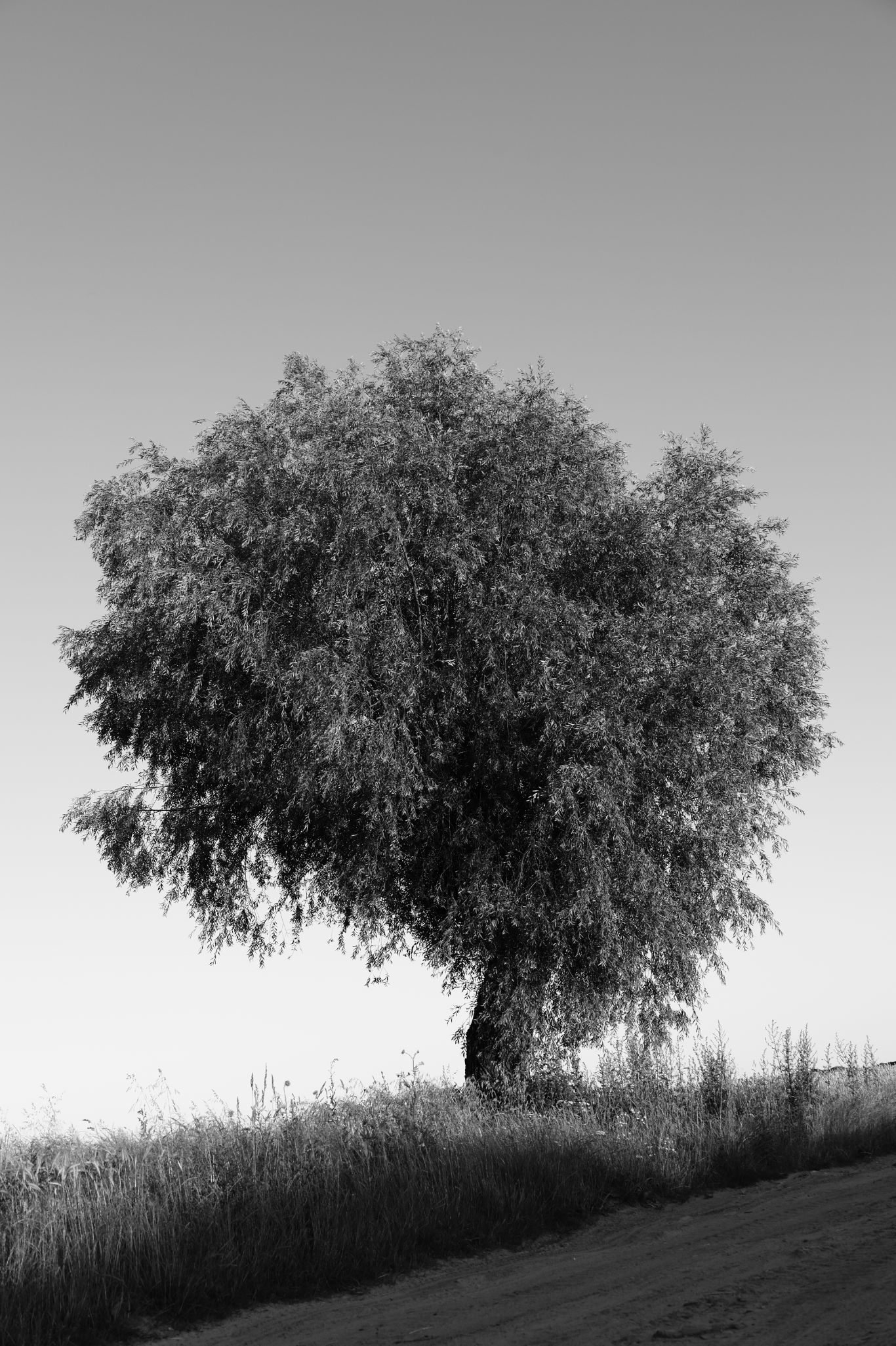 2025 07 03 6147 bw out