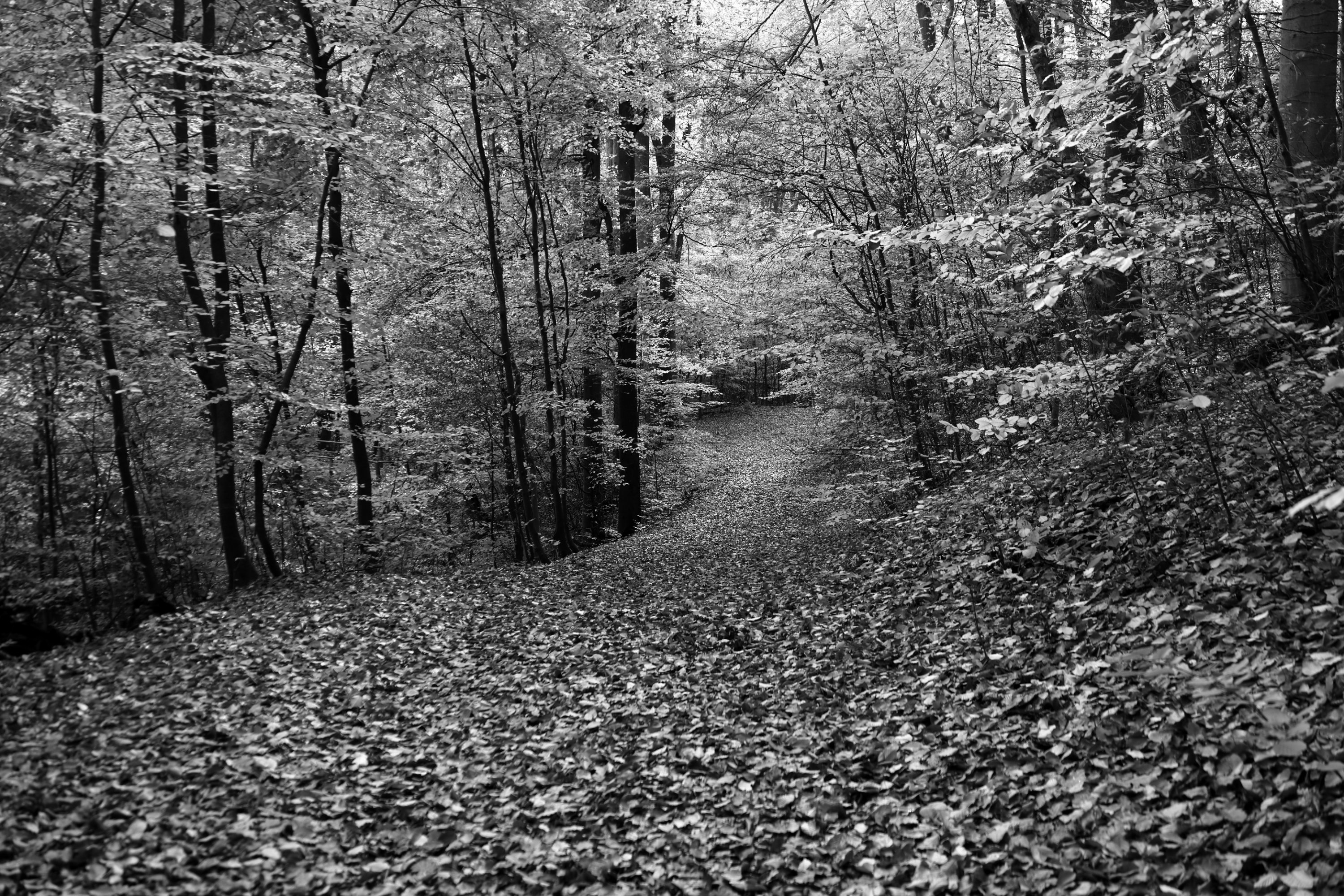 2025 11 01 8510 bw out