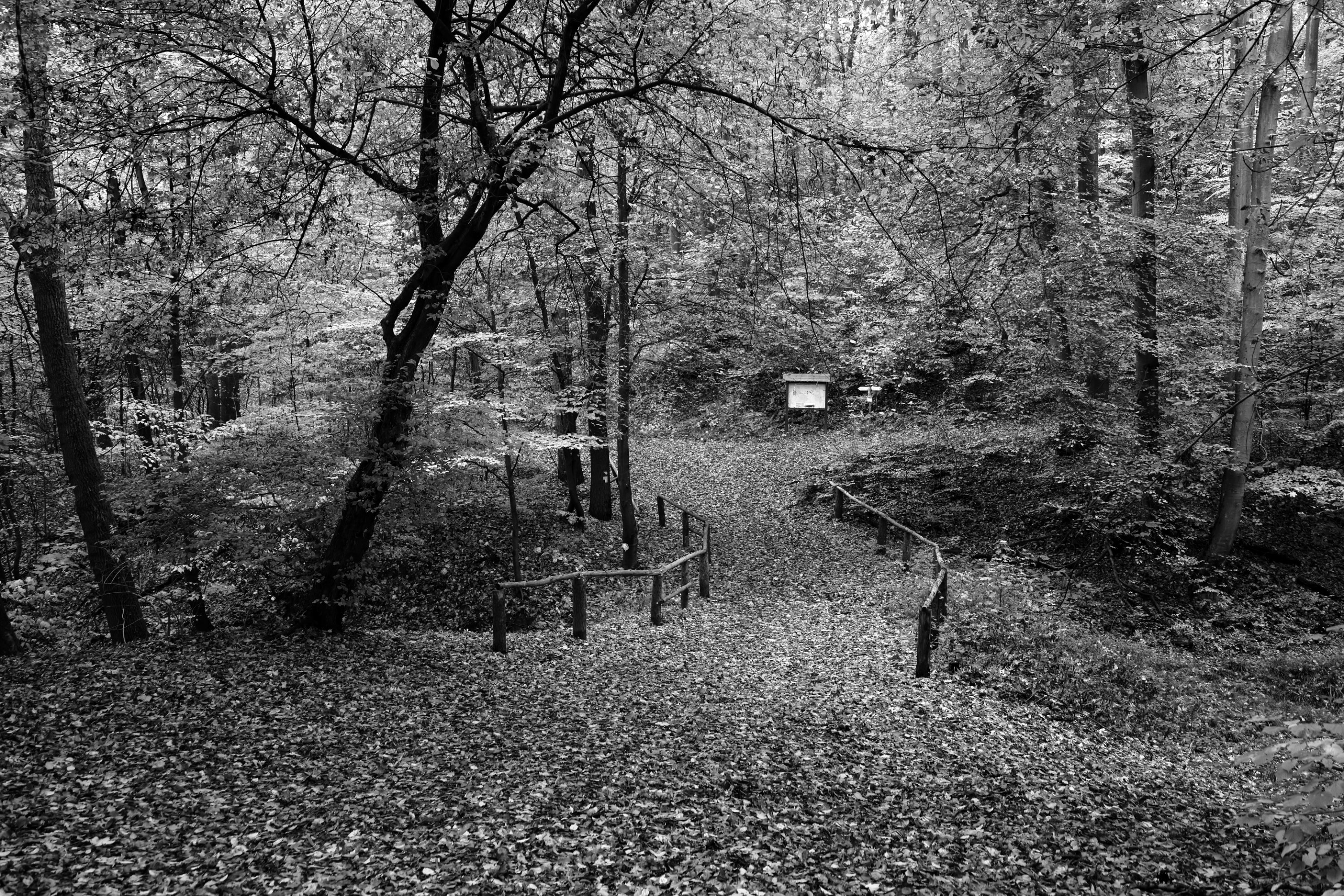 2025 11 01 8527 bw out